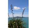 Rangitoto flax portrait 1